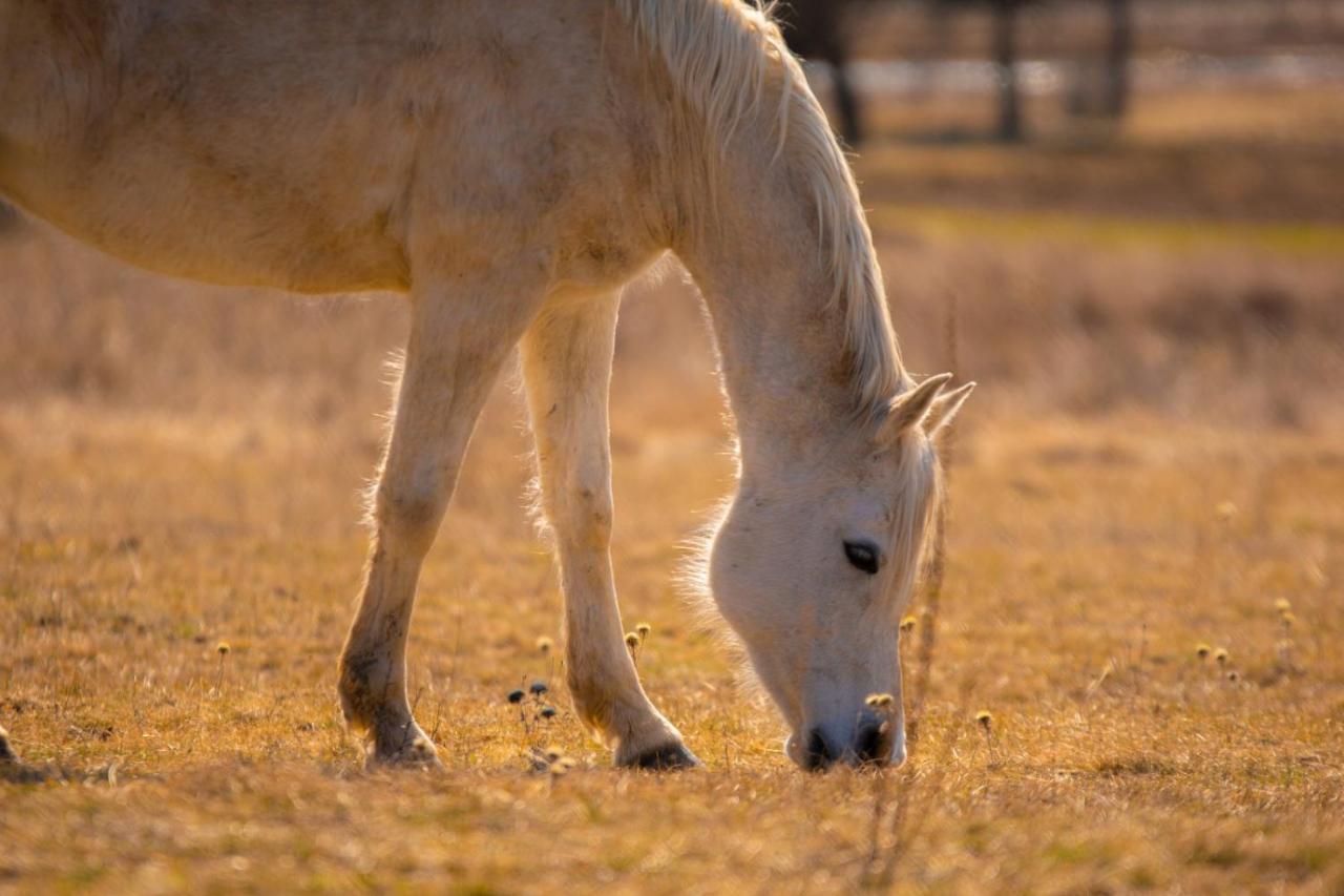 Ranc Crna Stina Villa Livno Dış mekan fotoğraf